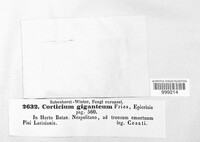 Phlebiopsis gigantea image